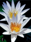 Water Lily Duet